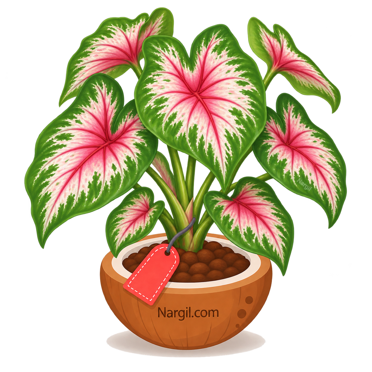 Nargil_Caladium bicolor
